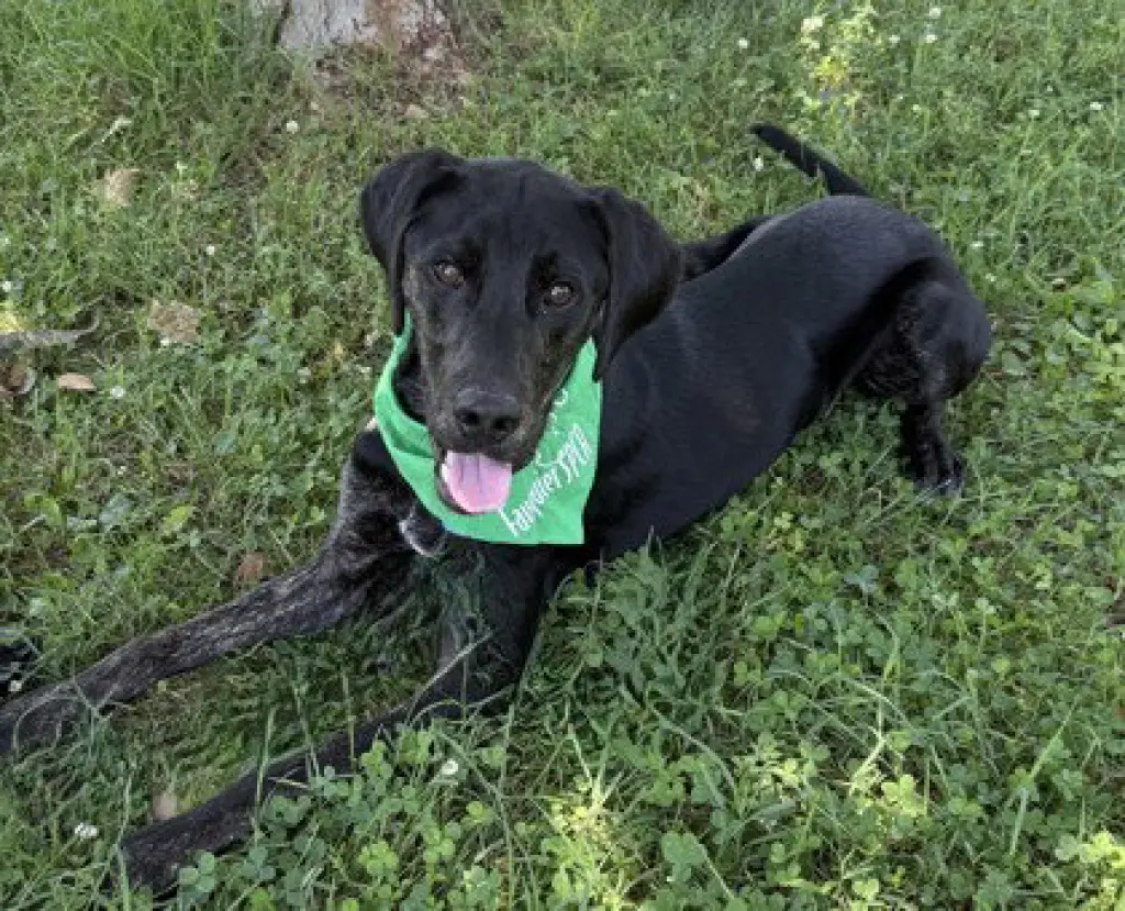 Boomer