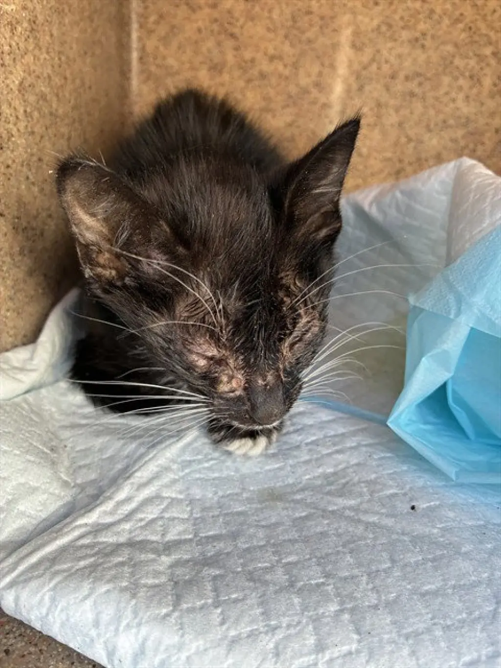 POSIE