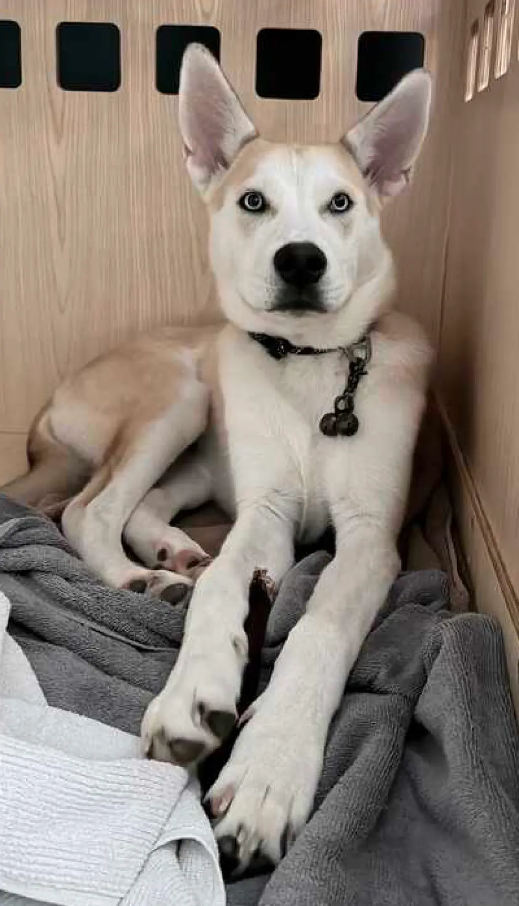 Orion