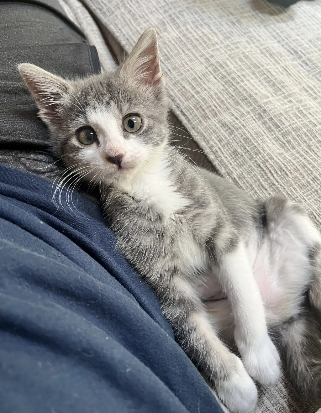 Bella Boo