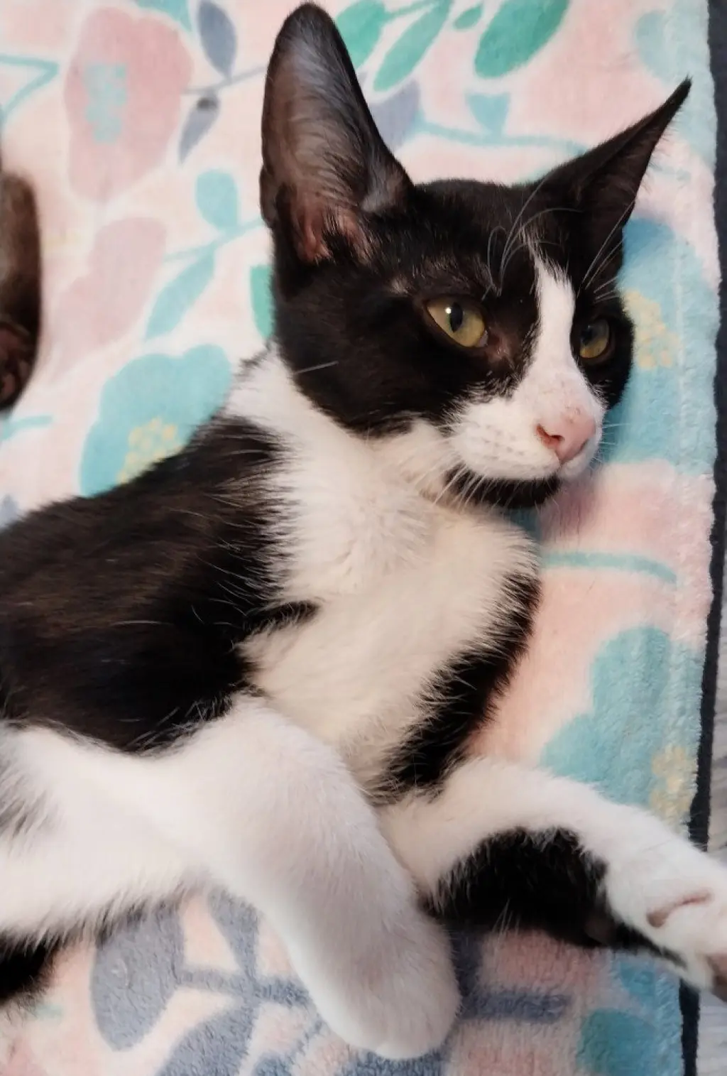 Pocahontas * IN FOSTER *
