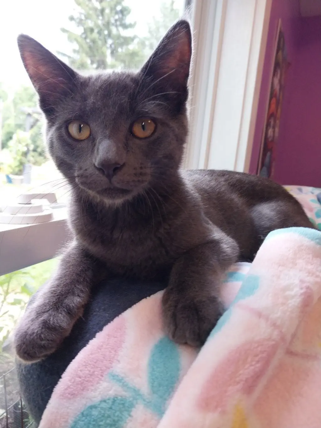 Smoky Joe * IN FOSTER *