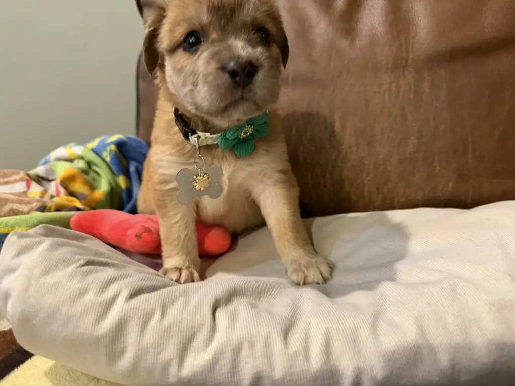 Bailey