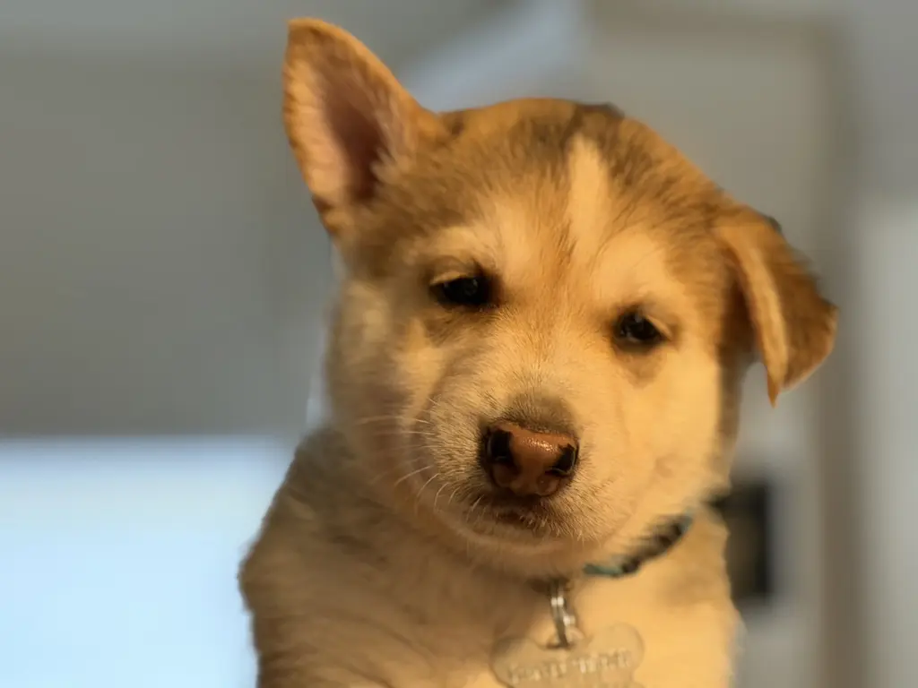 Togo (Venus Litter)
