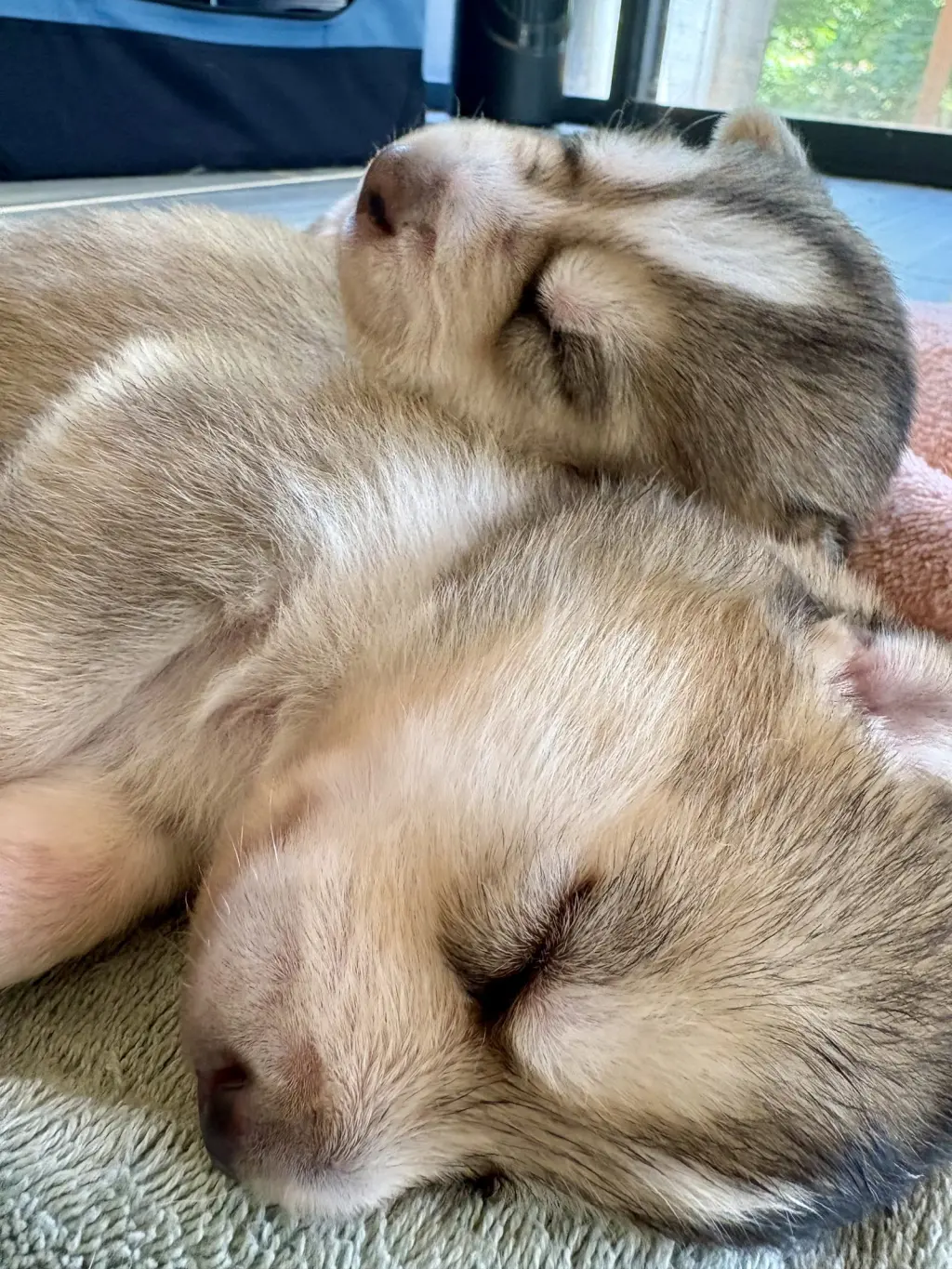 Kai (Venus Litter)