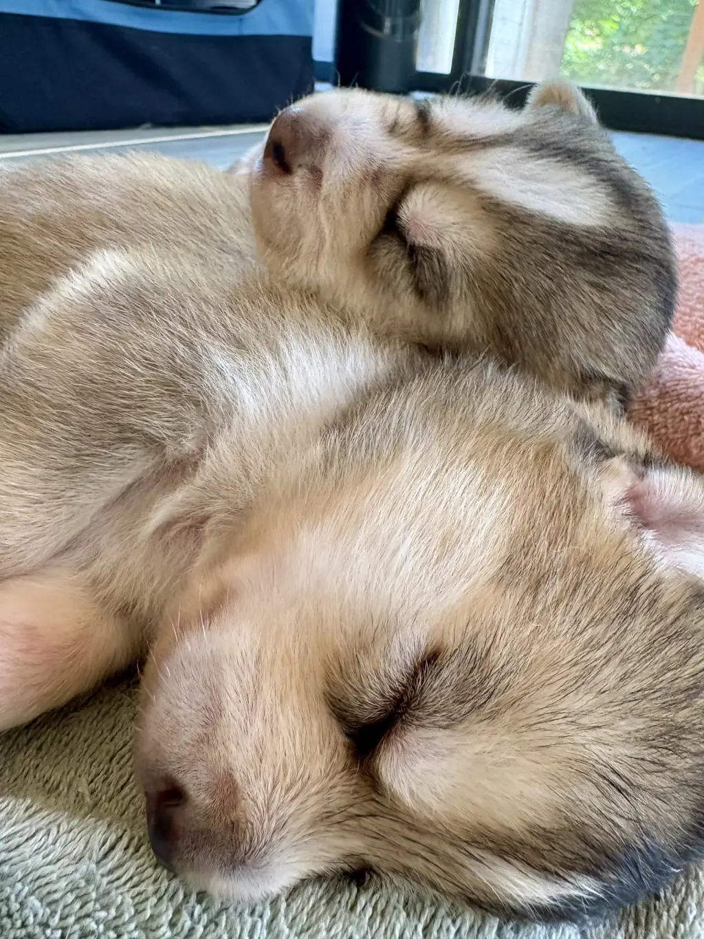 Loki (Venus Litter)