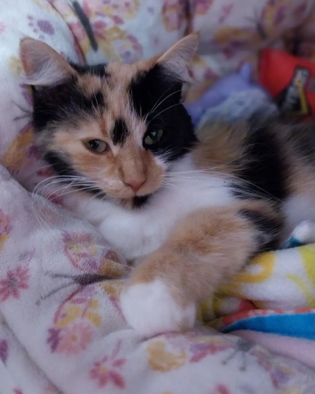 Calista * IN FOSTER *
