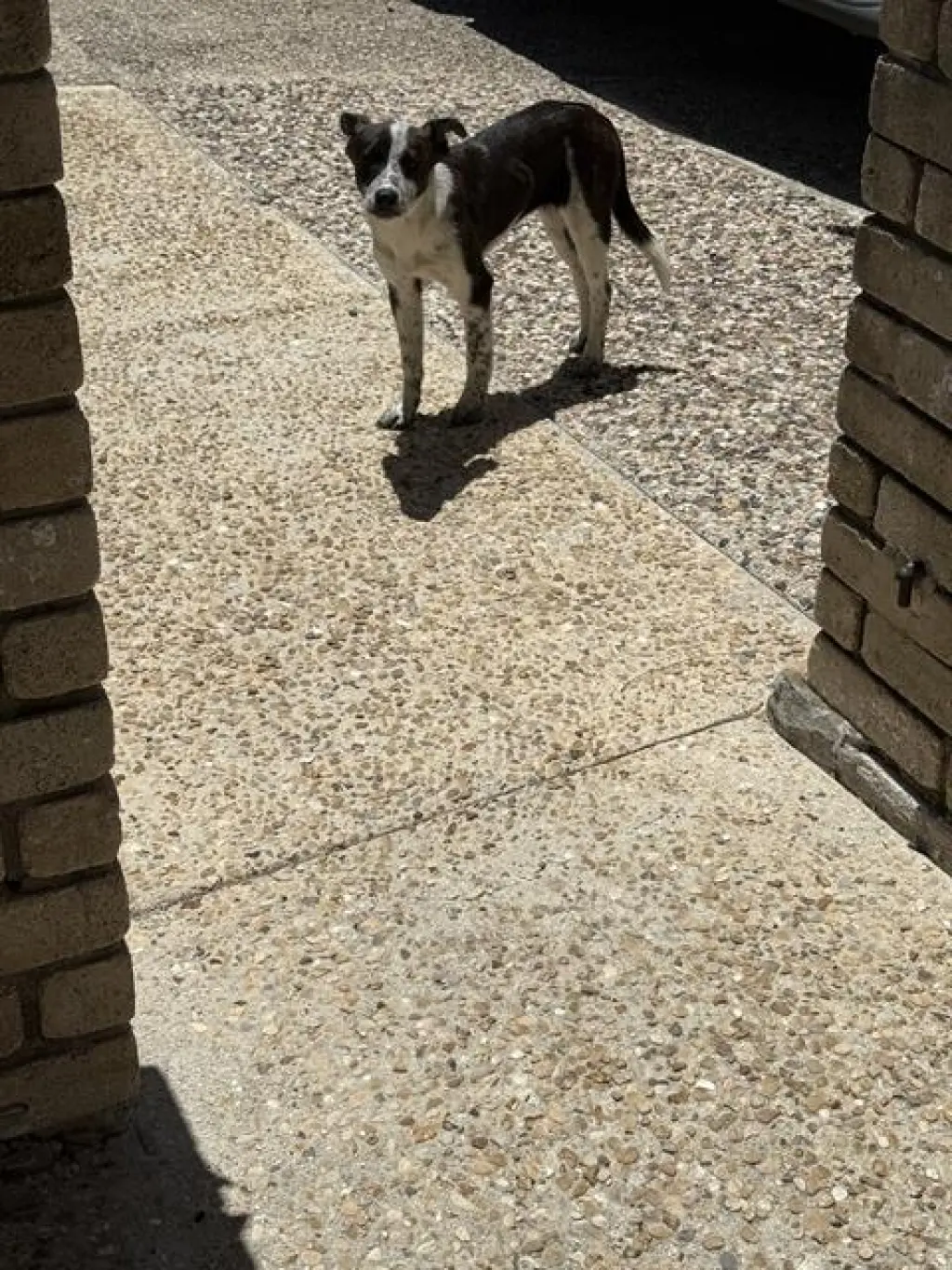 PUP