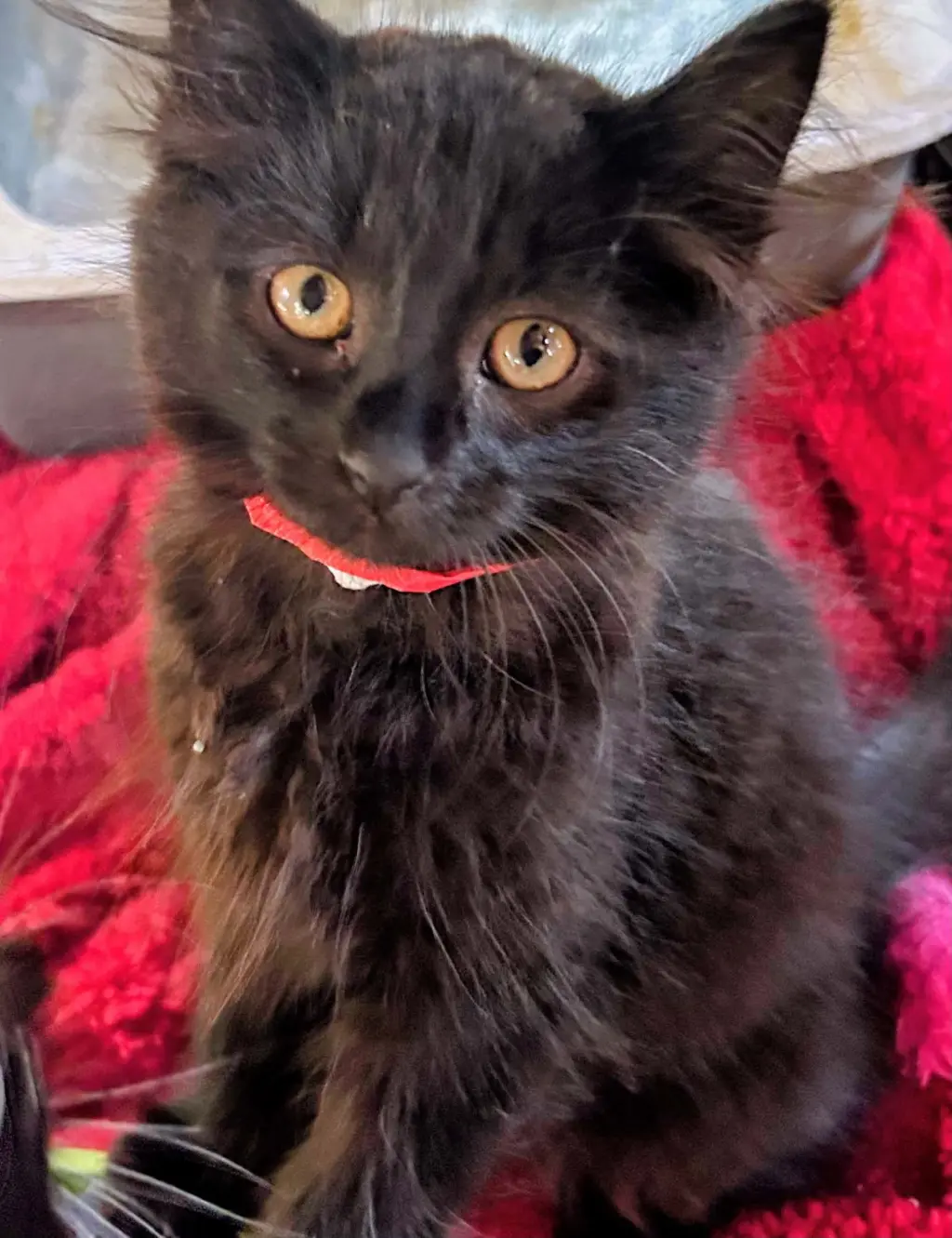 Sneezy