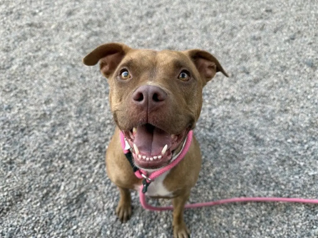 NALA