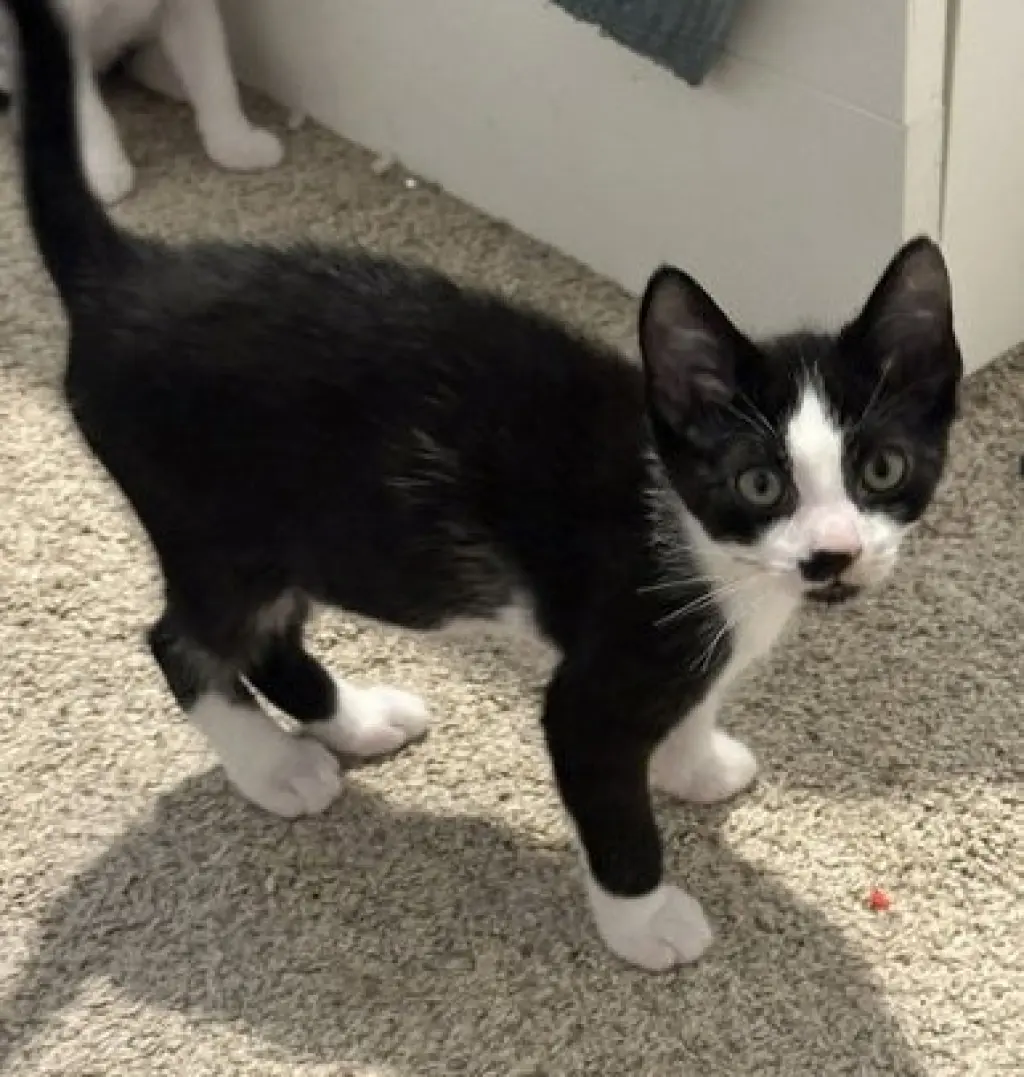 Pierre