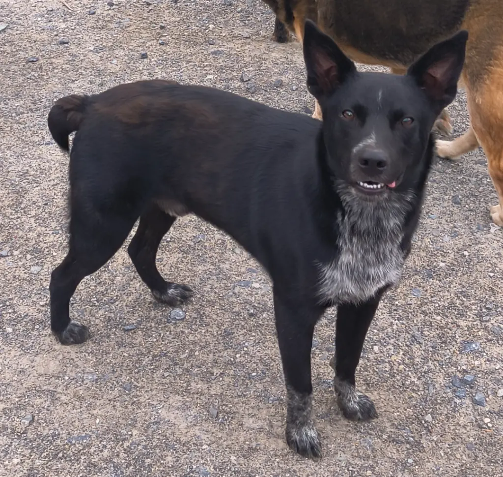 Duke