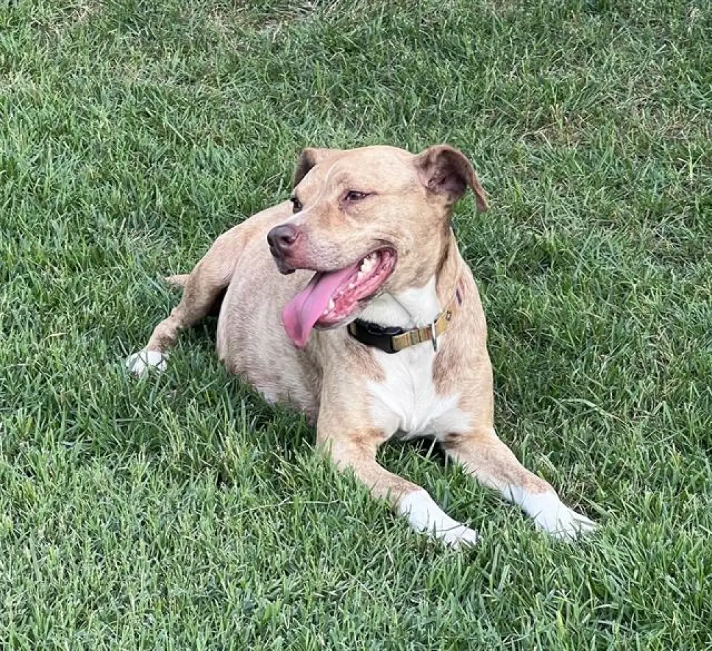 CANELA