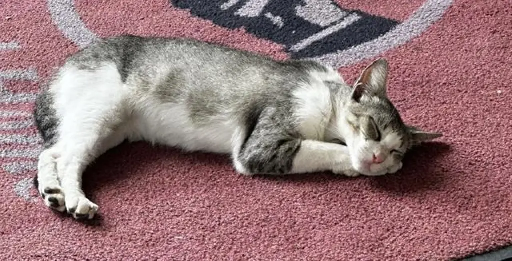 CHLOE