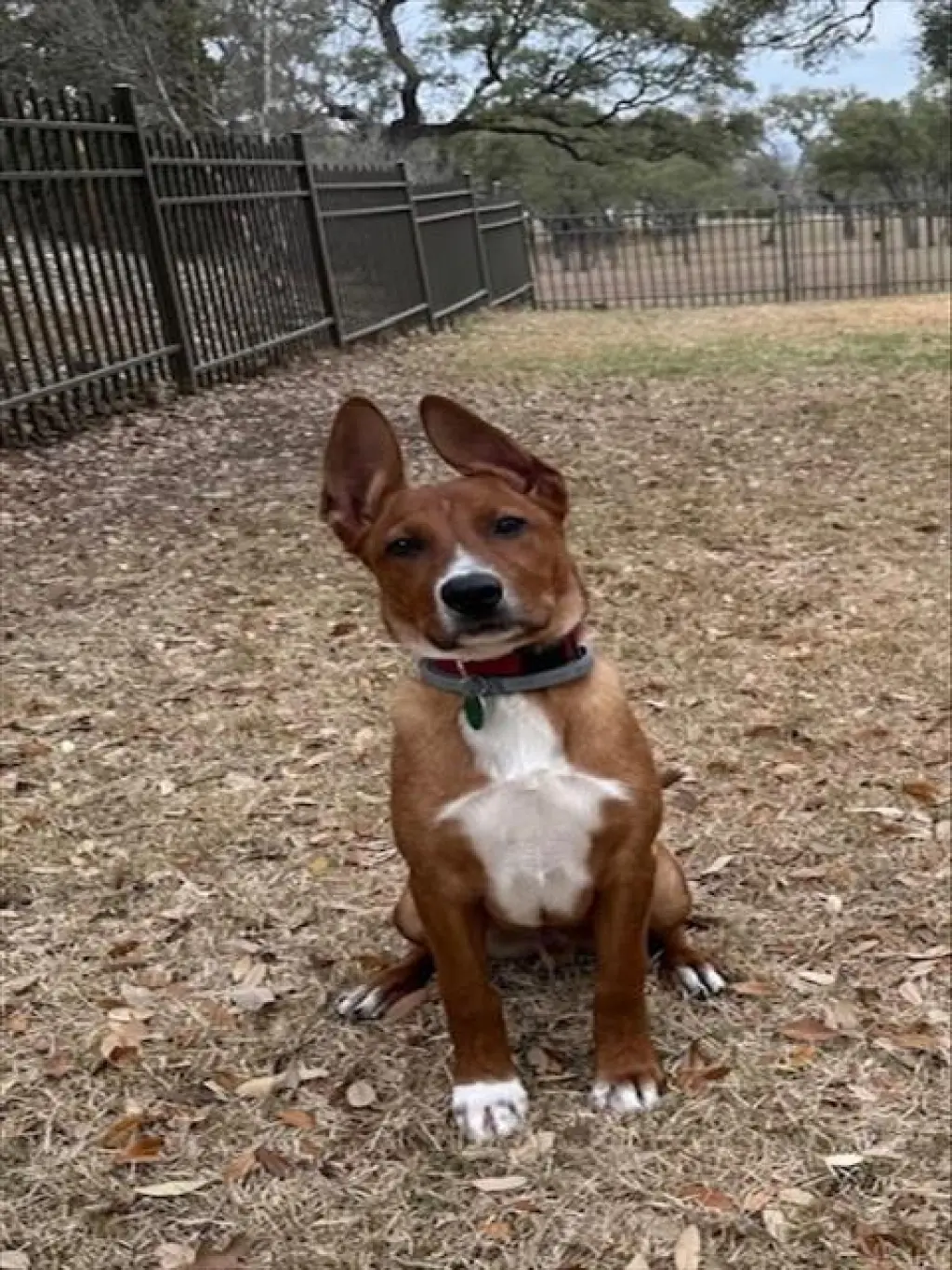 SCOOBY