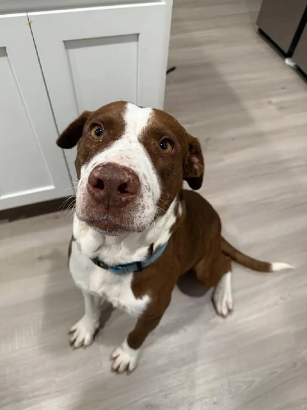 BRUNO