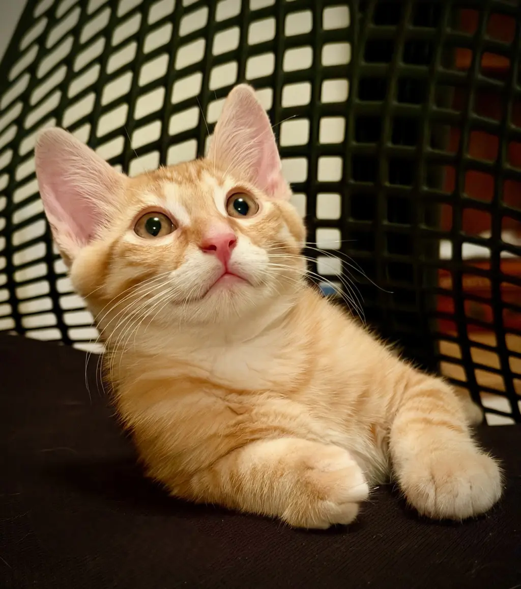 Marmalade (& sibling)