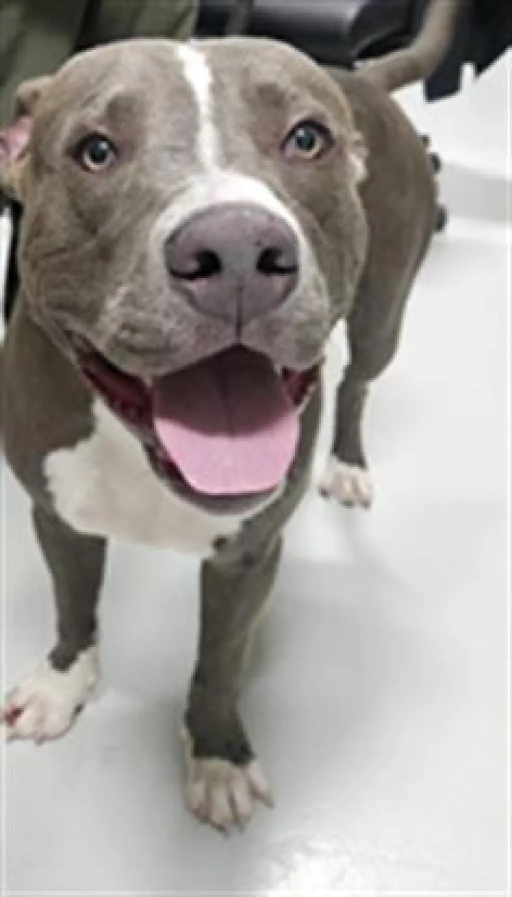 BRUNO
