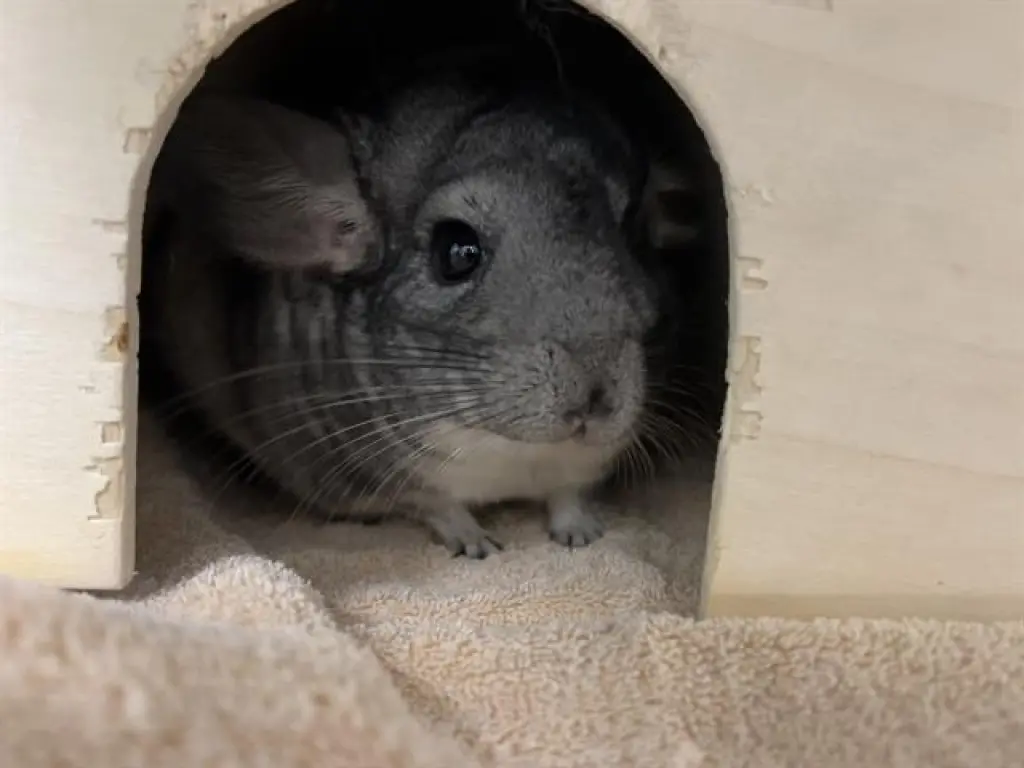 JULIE