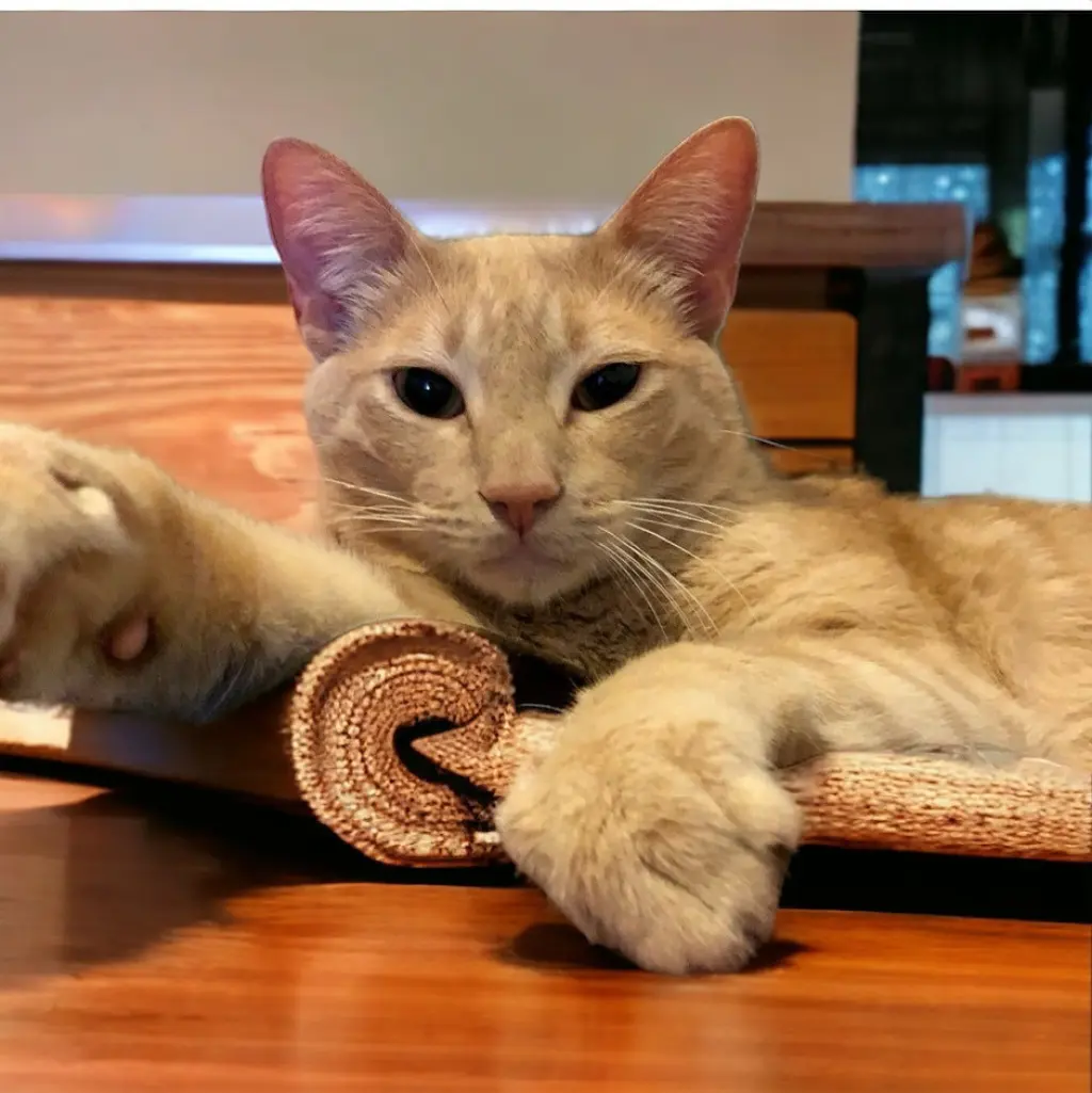 Logan