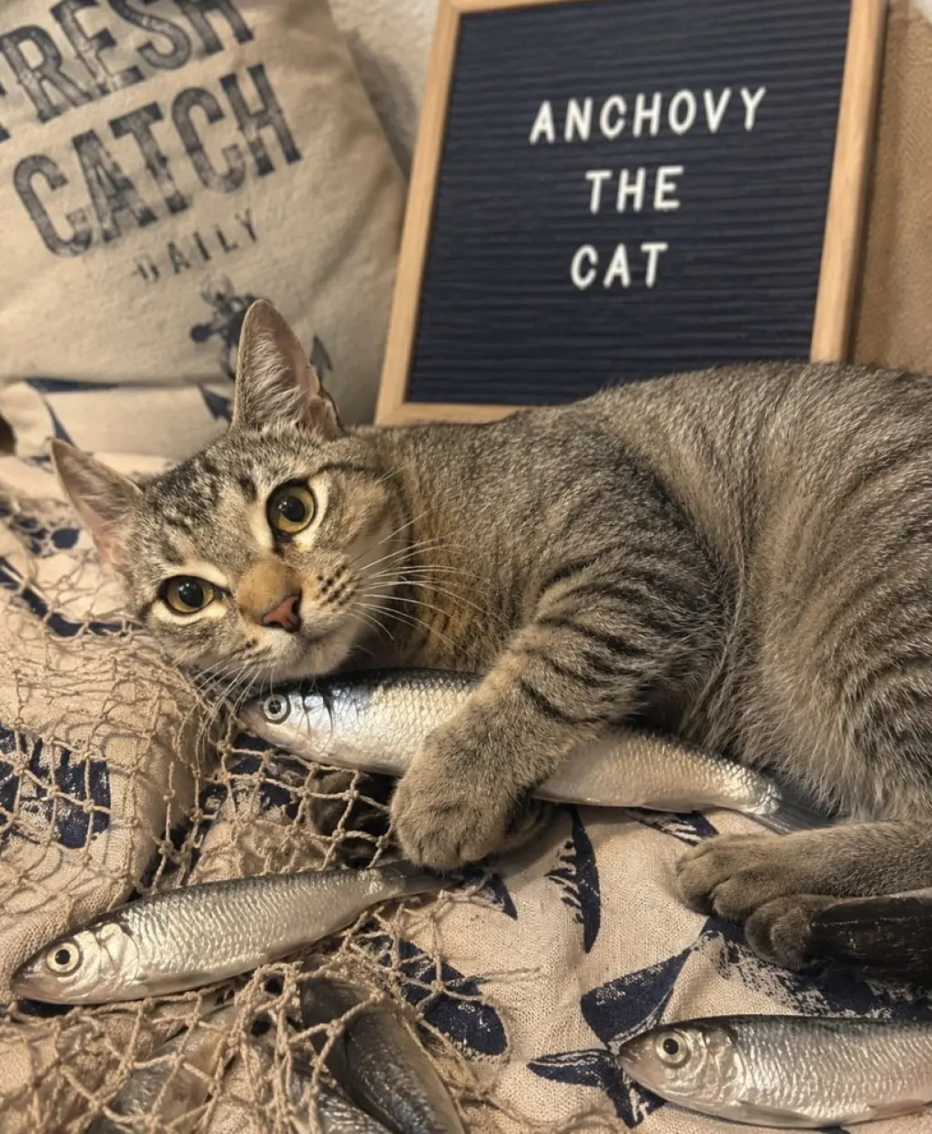 Anchovy