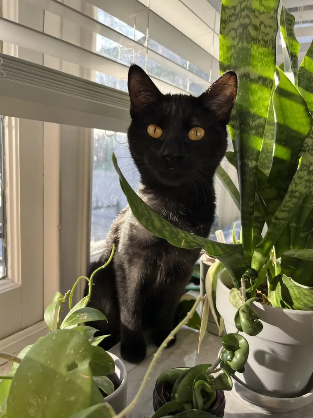 Bastet aka Cinco Mello