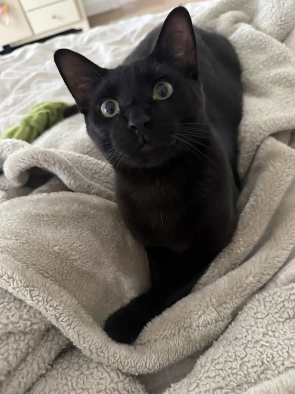 Archibald Blackpaw