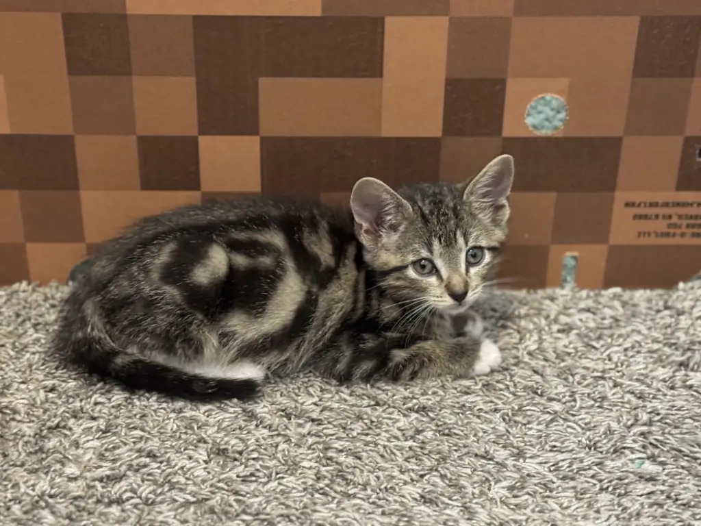 Simba