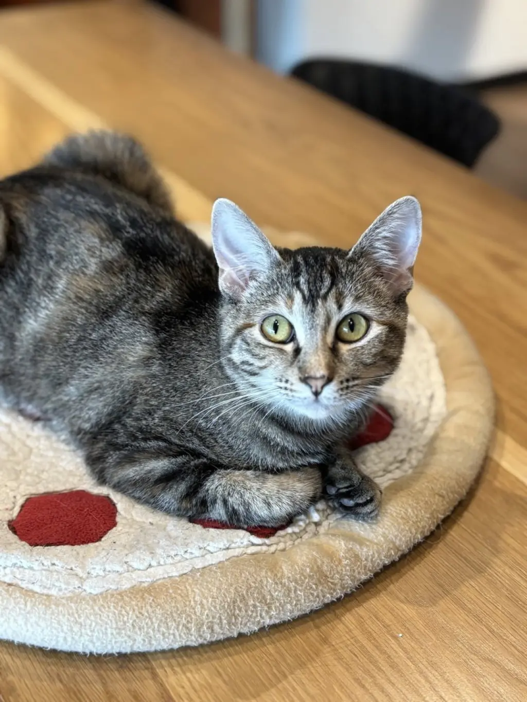 Tabitha