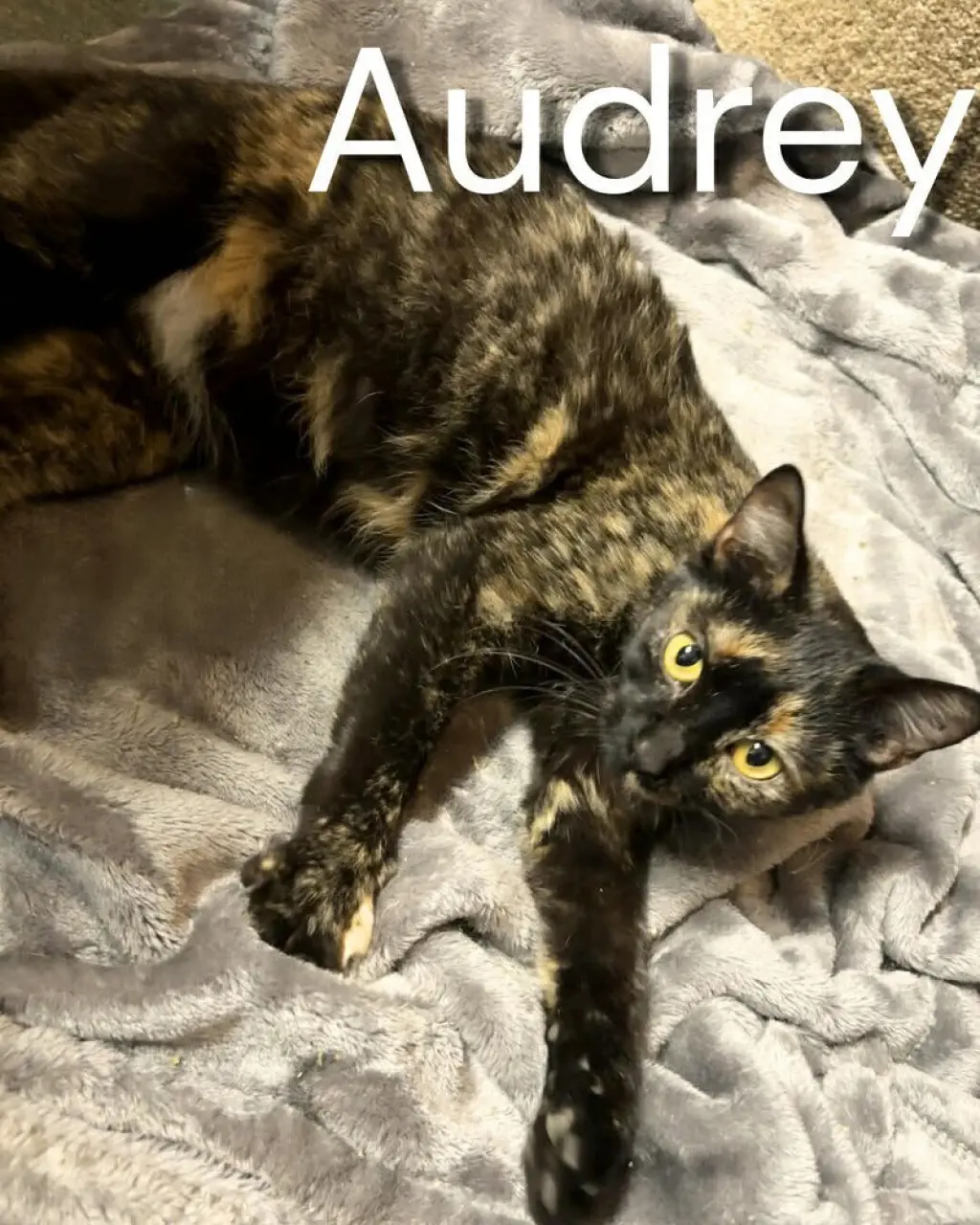 Audrey Hepburn