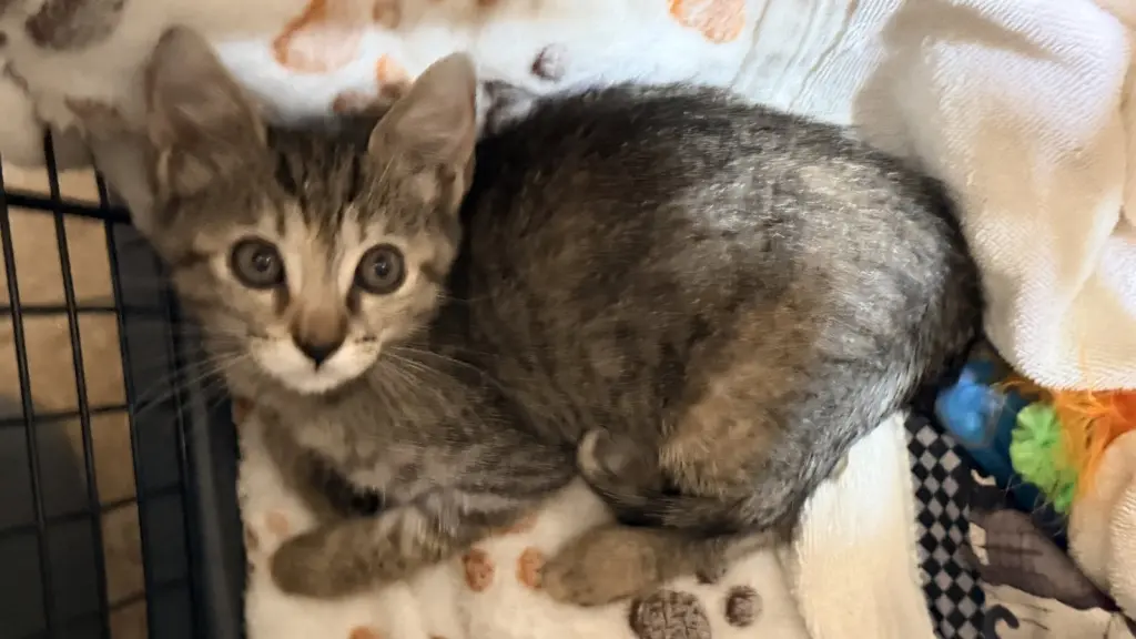 RINGO