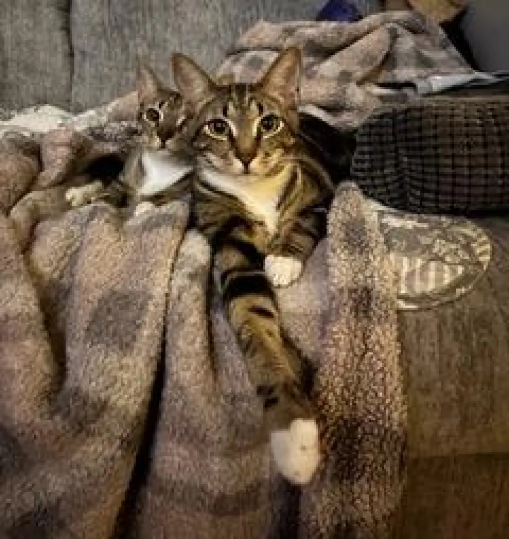 BONKERS & DOTTIE - BONDED PAIR