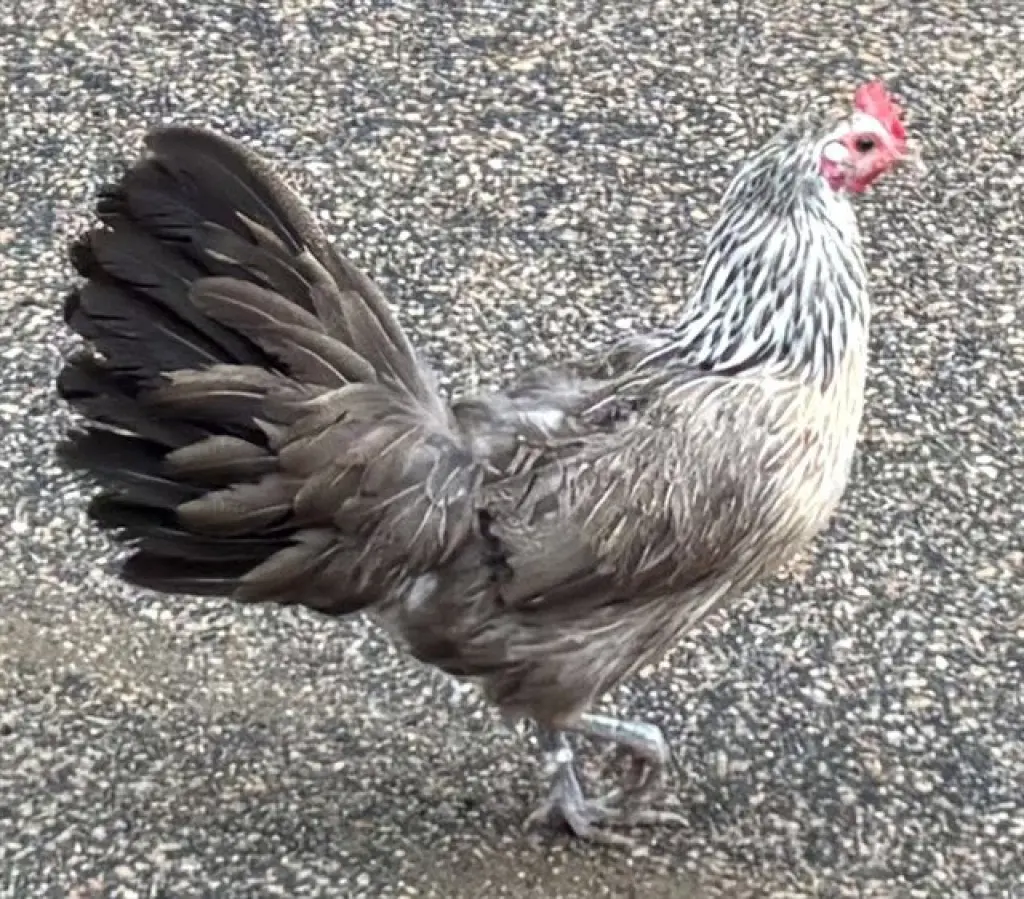 HENRIETTA