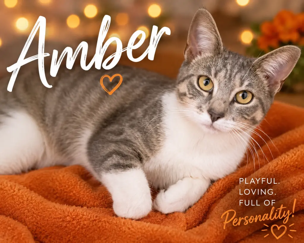 Amber (FCID# 05/12/2026 - 1 Brookhaven PS)