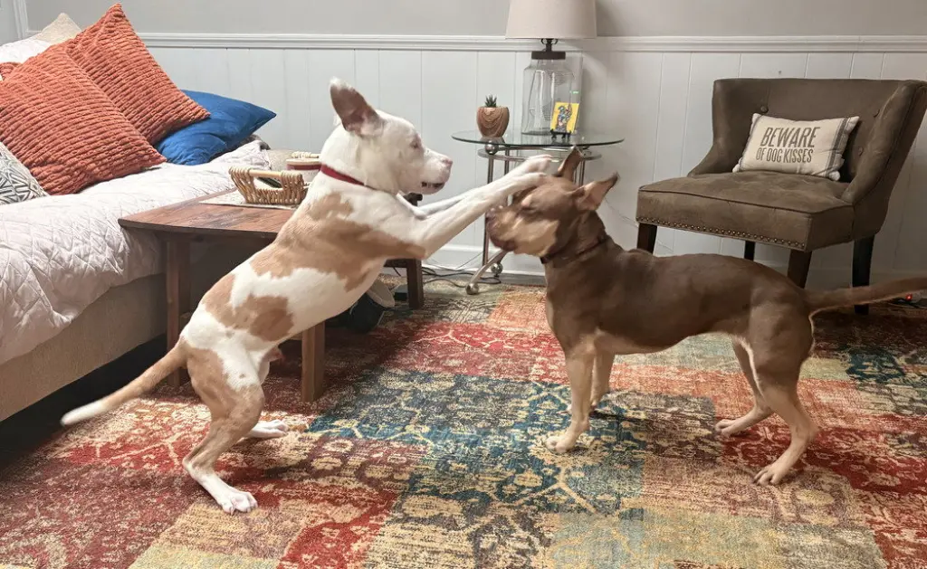 Bonk