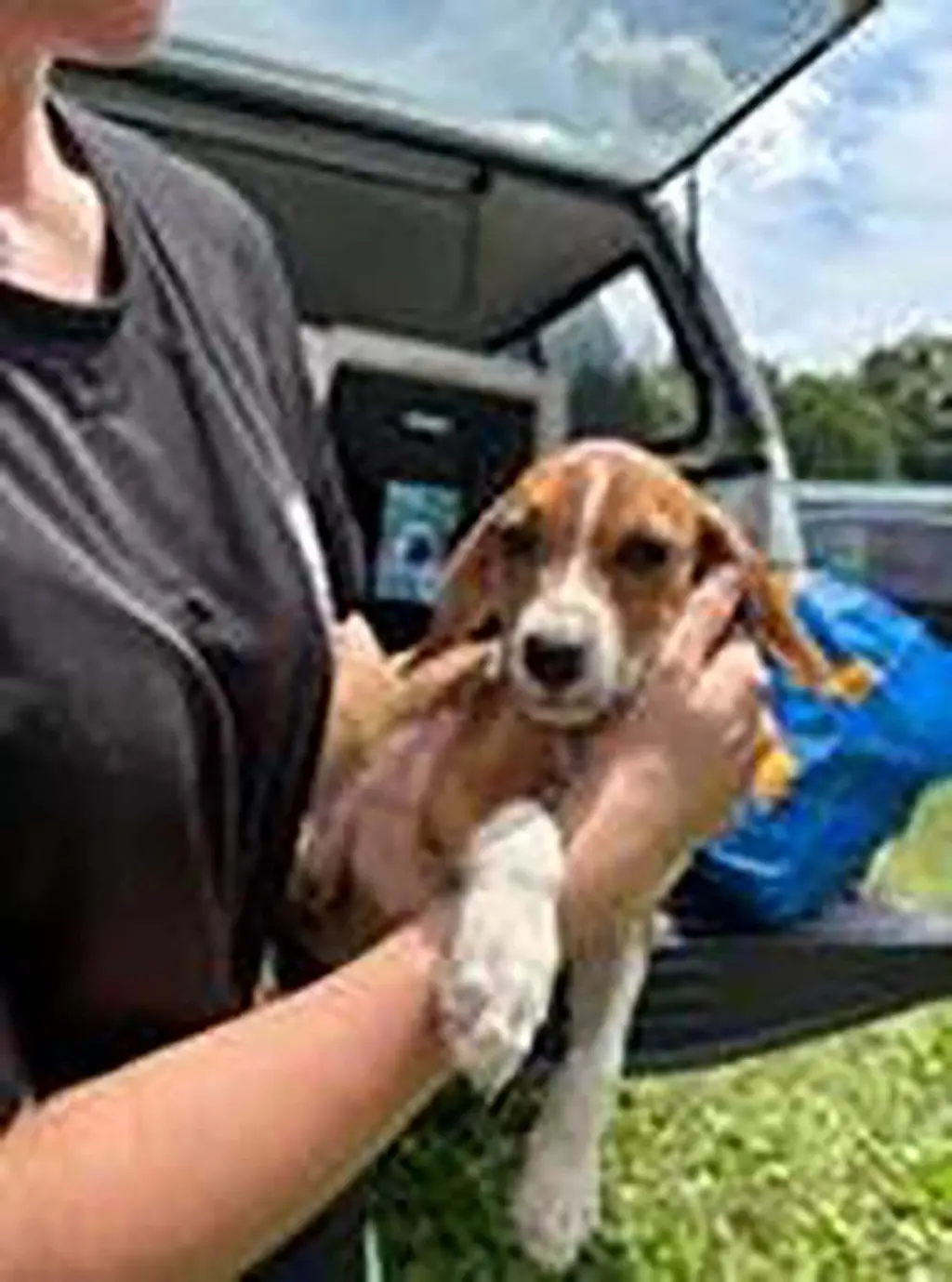 Five Beagles Joe