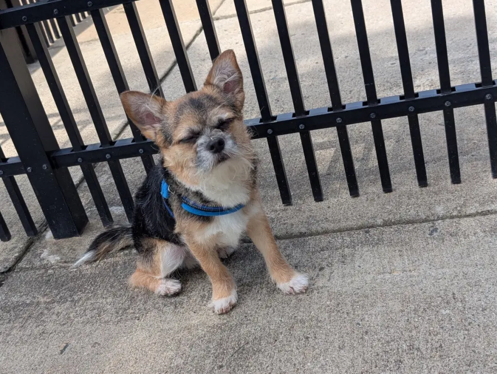 Gizmo