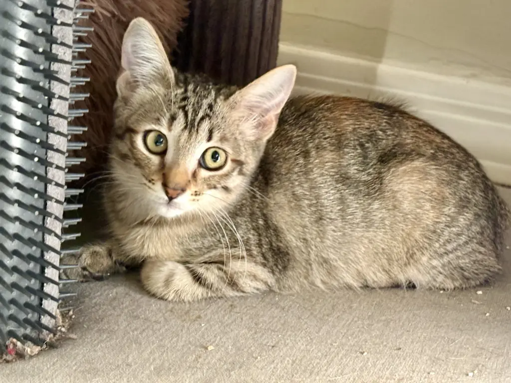 Willow