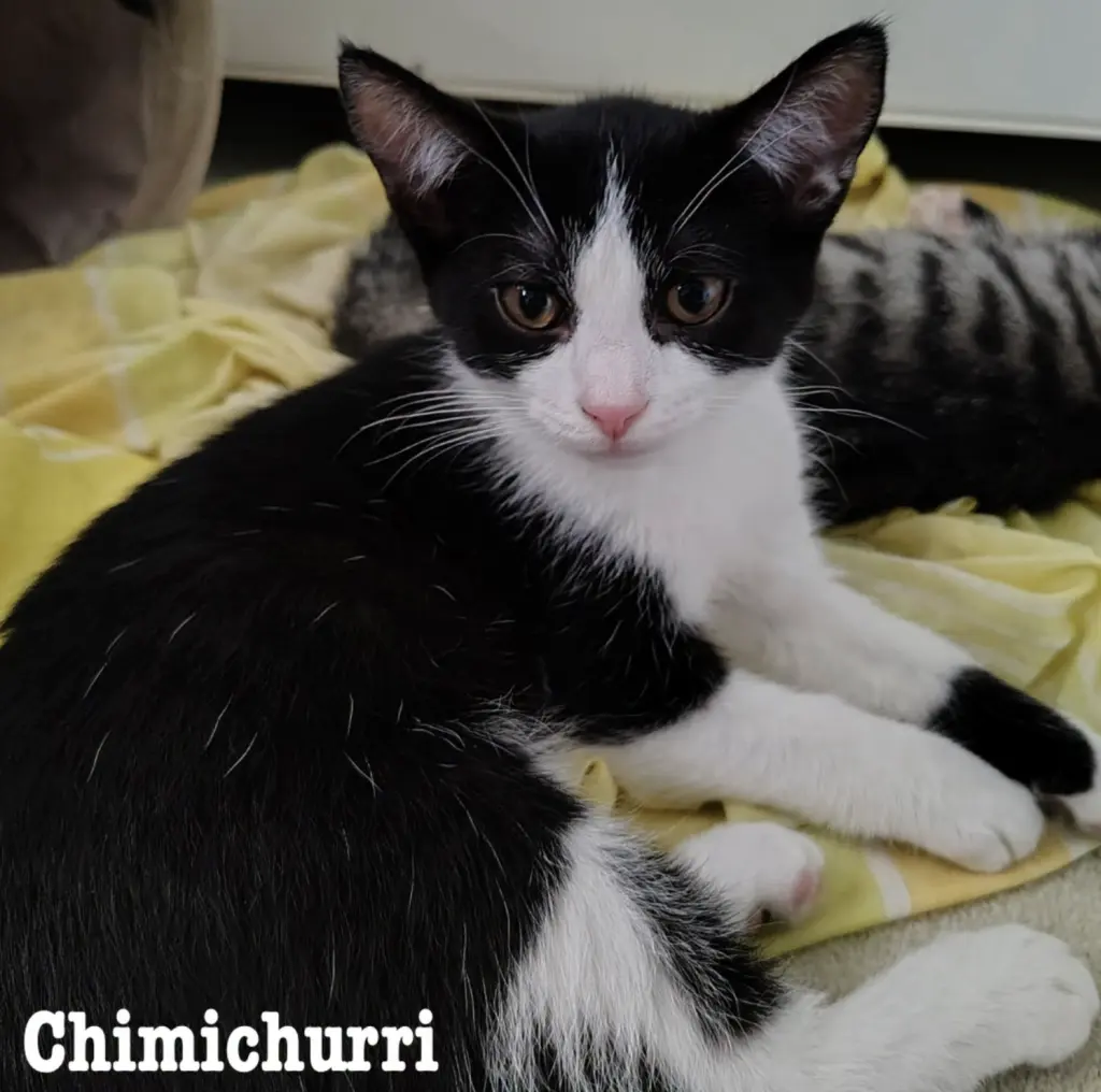 Chimichurri