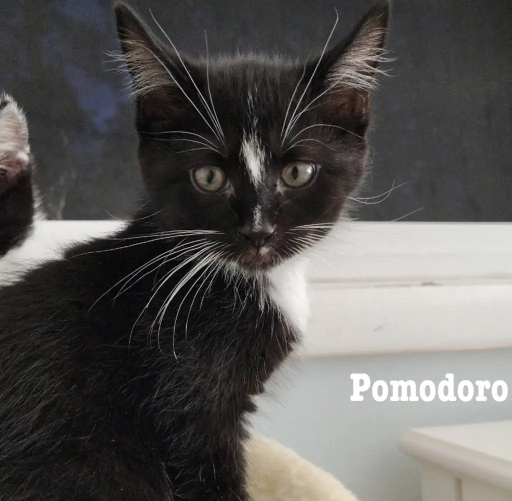 Pomodoro