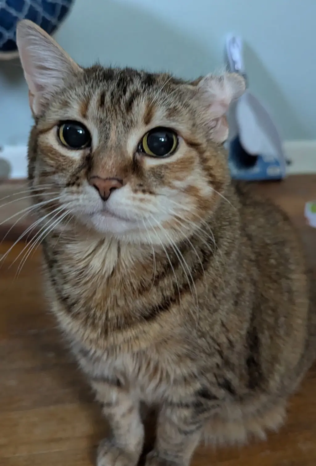 Trix