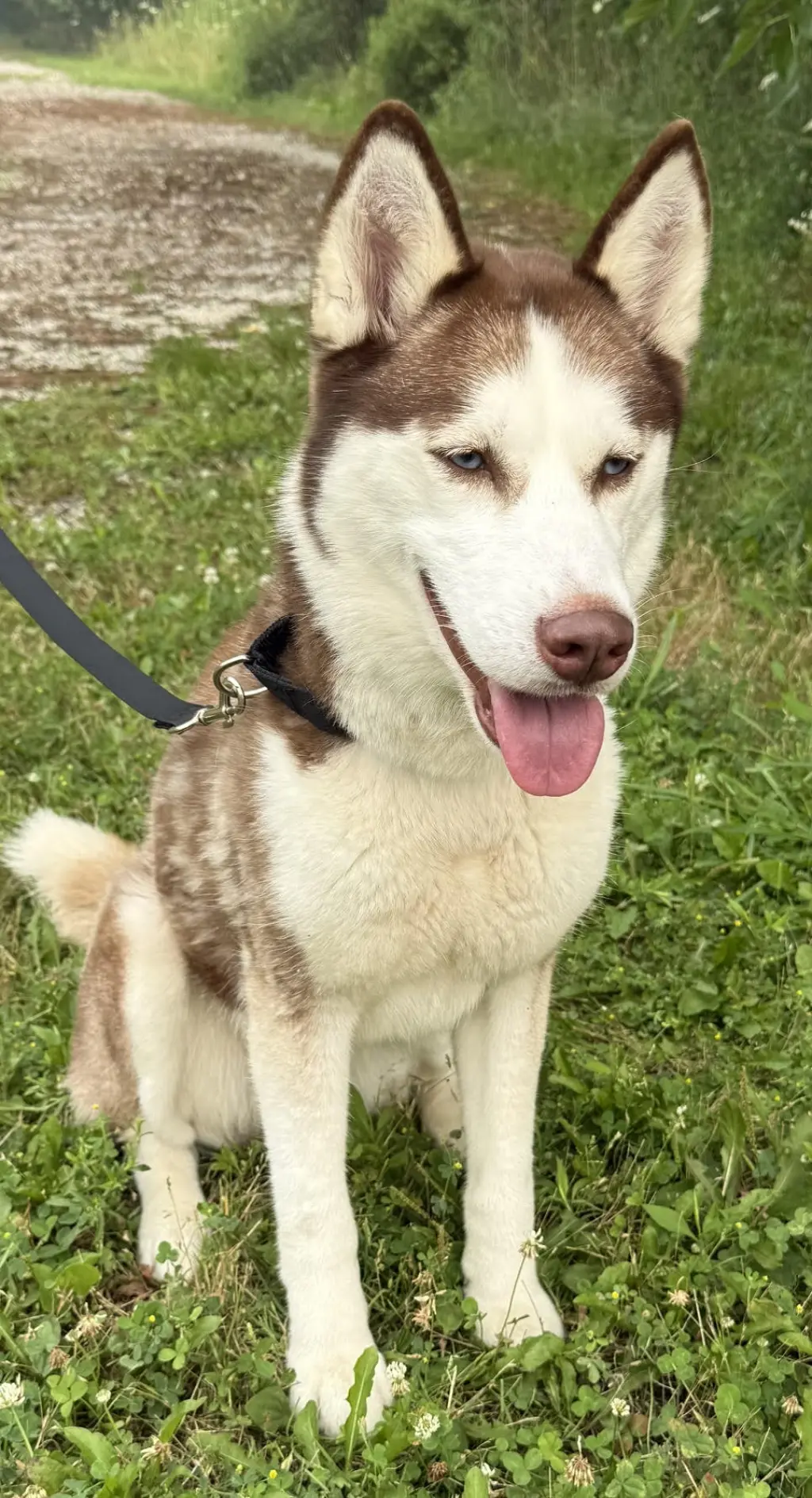 Blue Eyed Skye