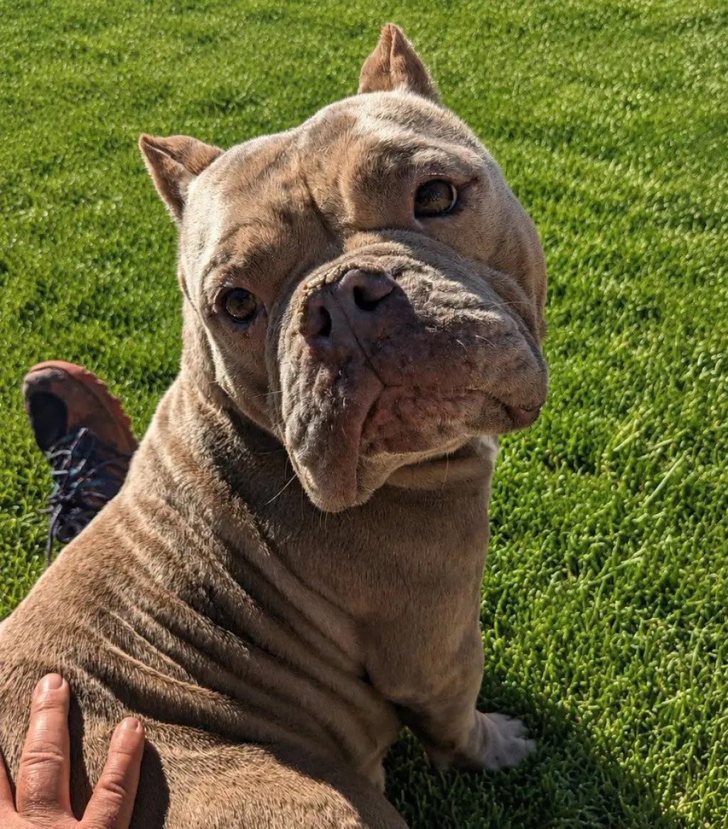 Roxy