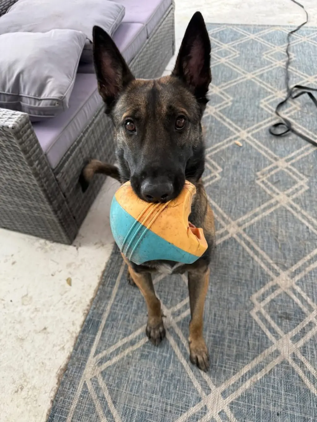 Axel - Formerly Baxter - Located in FL