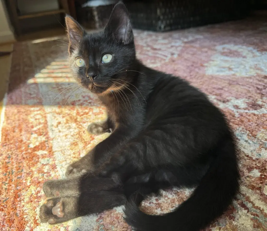 Jalapeno