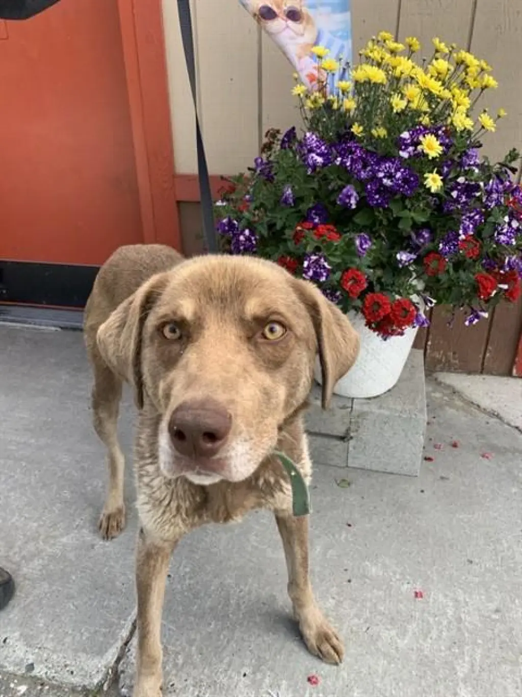 MILO