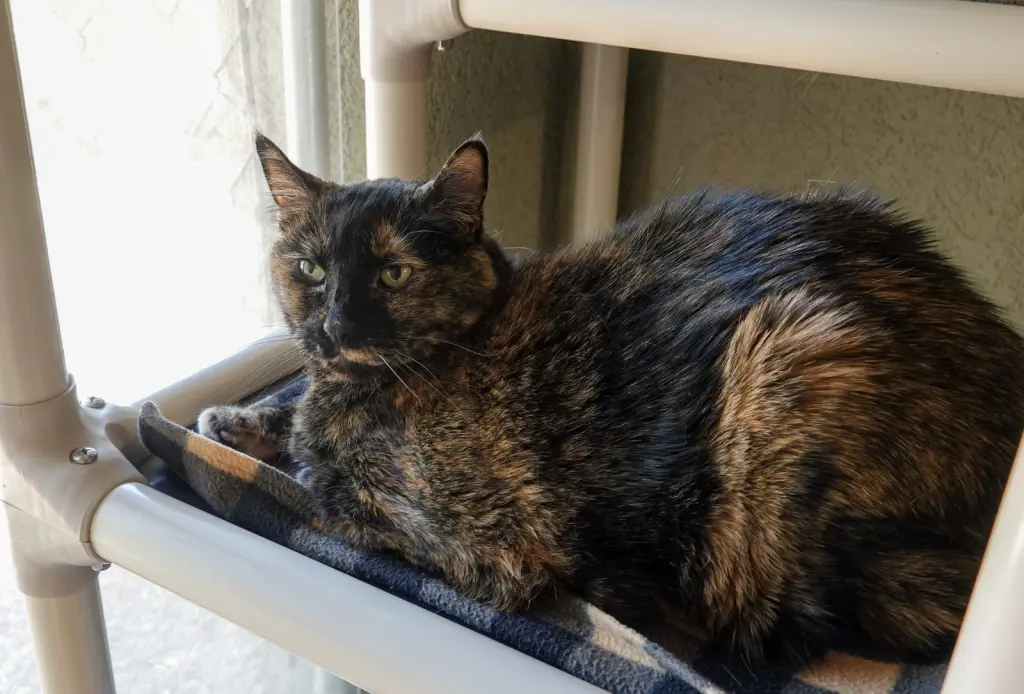 Priscilla