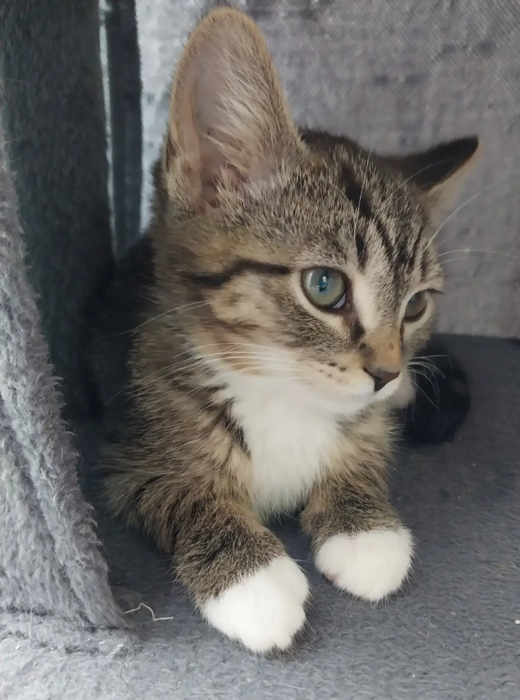 Baked Beans * IN FOSTER *
