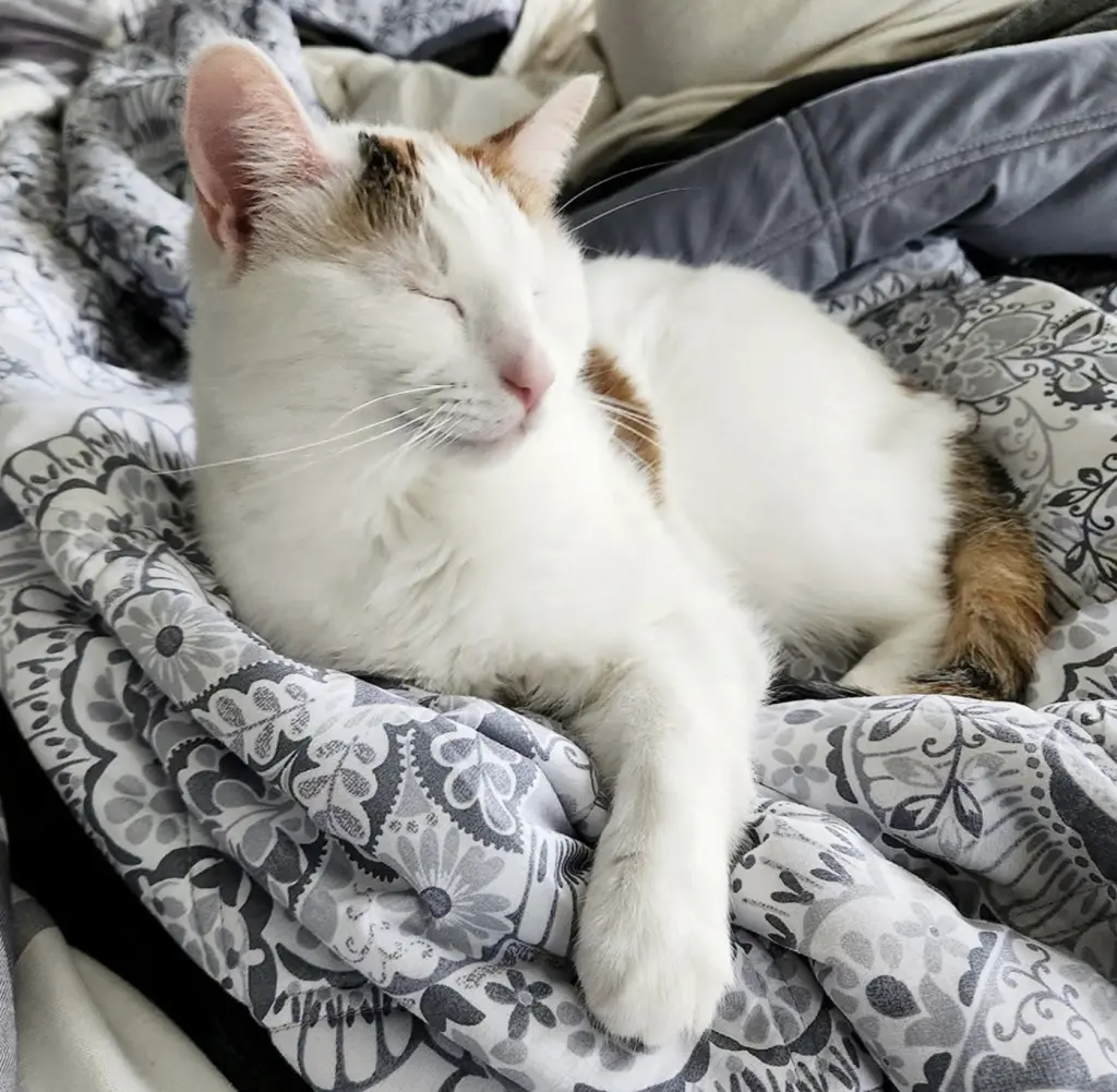 Pretzel & Bagel