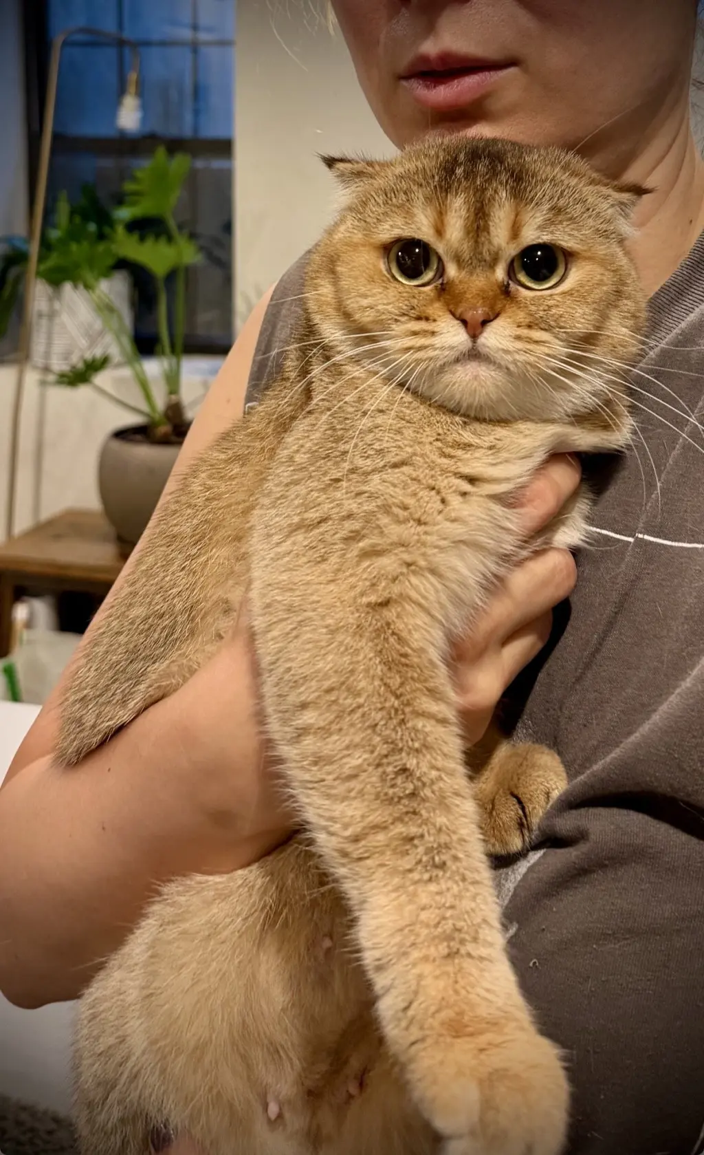 Toffee